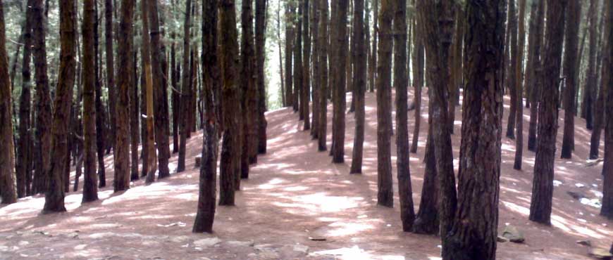 ooty pine forest