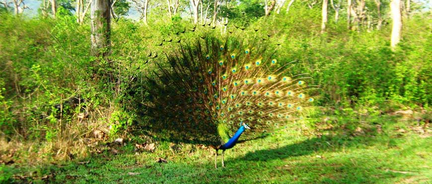 mudumalai national park