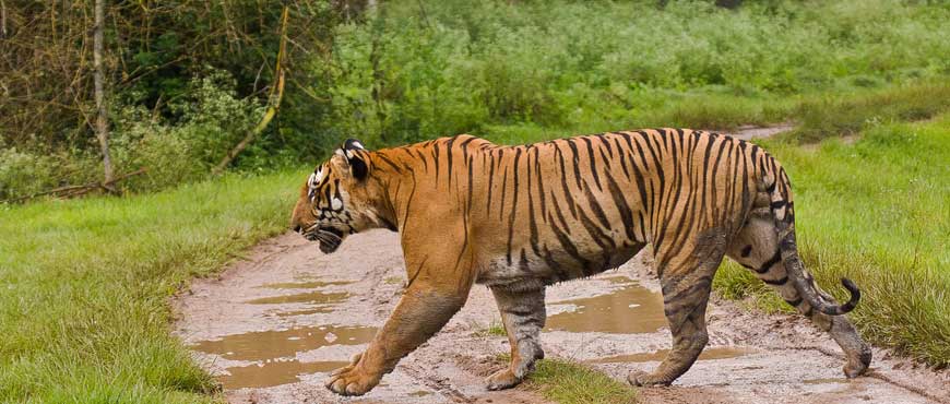 mudumalai wildlife