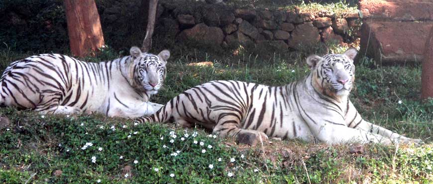 indira gandhi national park