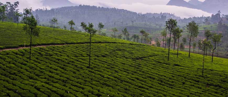 valparai