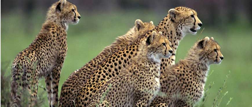 bandipur national park