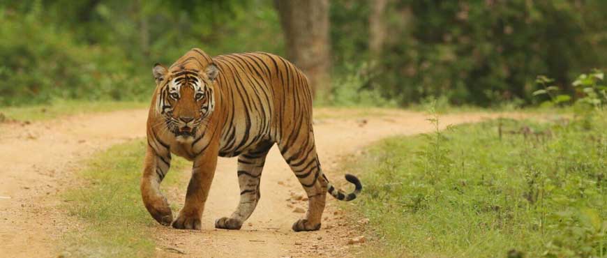 tiger