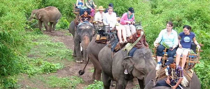 elephant safari