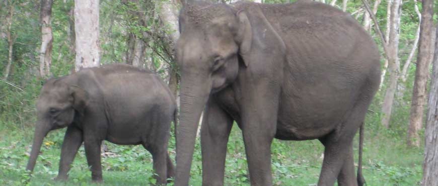 elephant