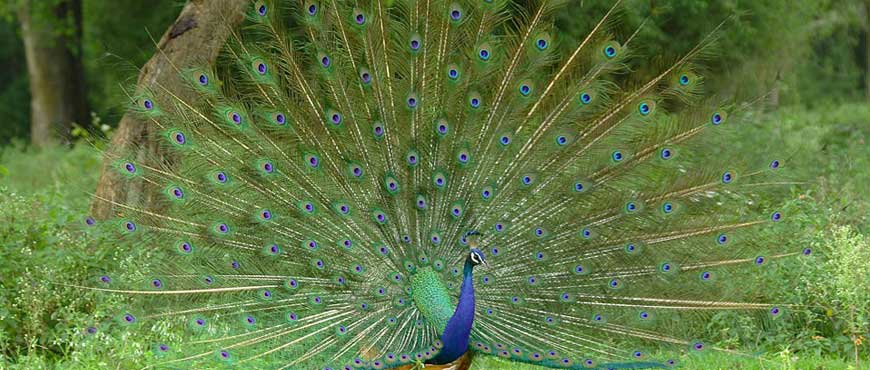 peacock