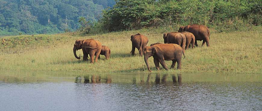 thekkady trip