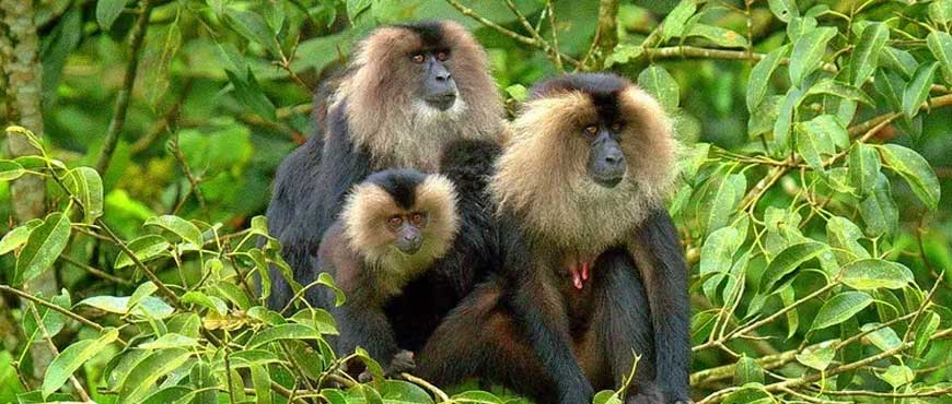 bandipur tiger reserve