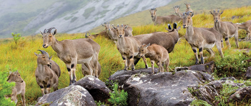 munnar tour