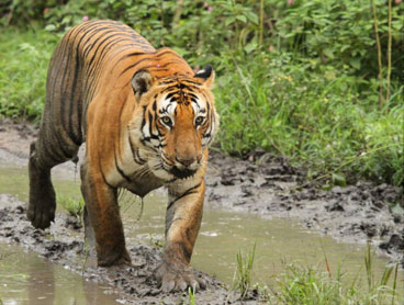 ooty mudumalai tour